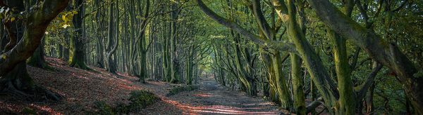 Roddlesworth Roller 9km & Daffodil Doddle 2.2km